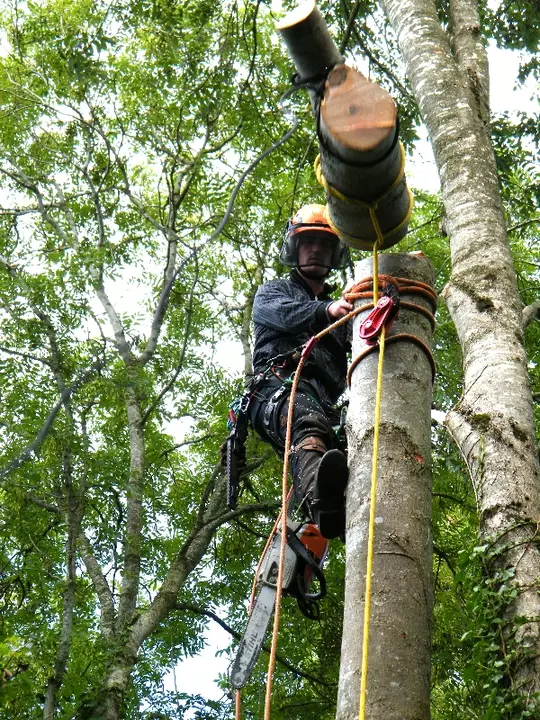 Level 3 Certificate of Competence in Aerial Tree Rigging 0039-32